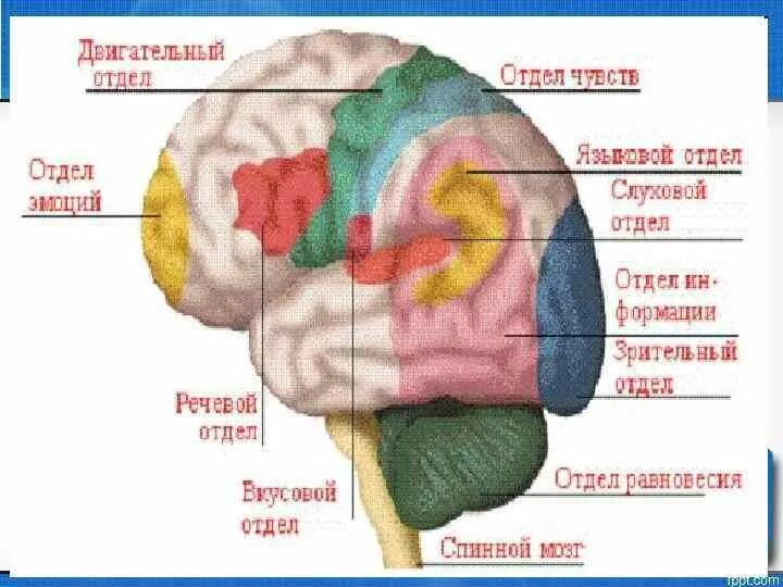 Дцп мозг. Поражение мозга при ДЦП. При поражении головного мозга паралич.