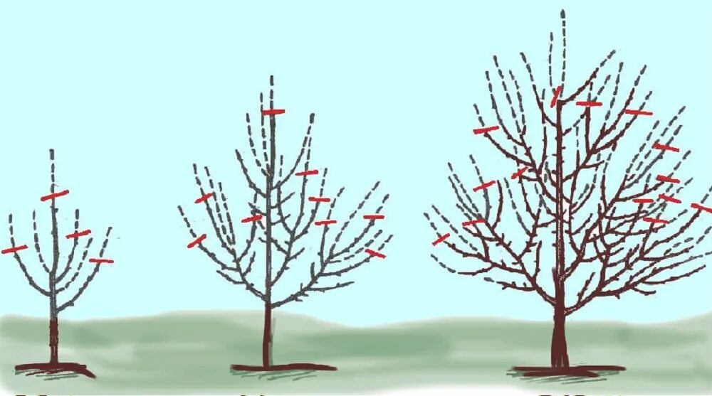 Подрезка яблонь весной схема. Крона яблонь формировка. Схема обрезки яблони весной. Обрезка яблонь осенью схема. Обрезка молодой яблони весной для начинающих