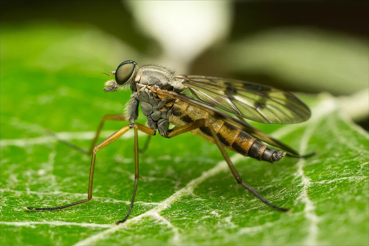 Отряд Двукрылые комары. Муха (насекомое) Двукрылые. Муха бекасница. Отряд Двукрылые (Diptera). Отряд двукрылые мухи