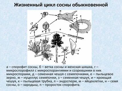 Жизненный цикл голосеменных растений 7 класс