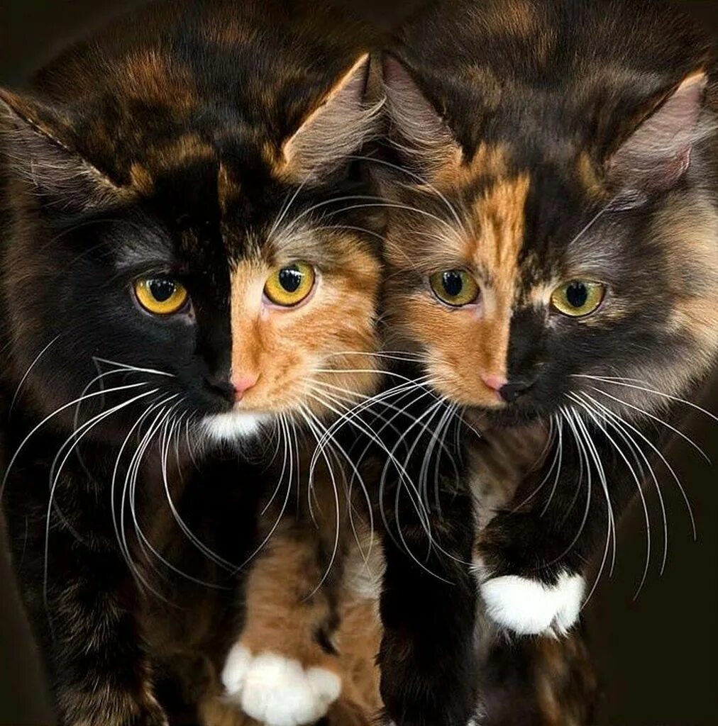 Нет 3 кошки. Черно рыжая кошка. Кот сиамский близнец. Три кошки. Рыжий и черный кот.