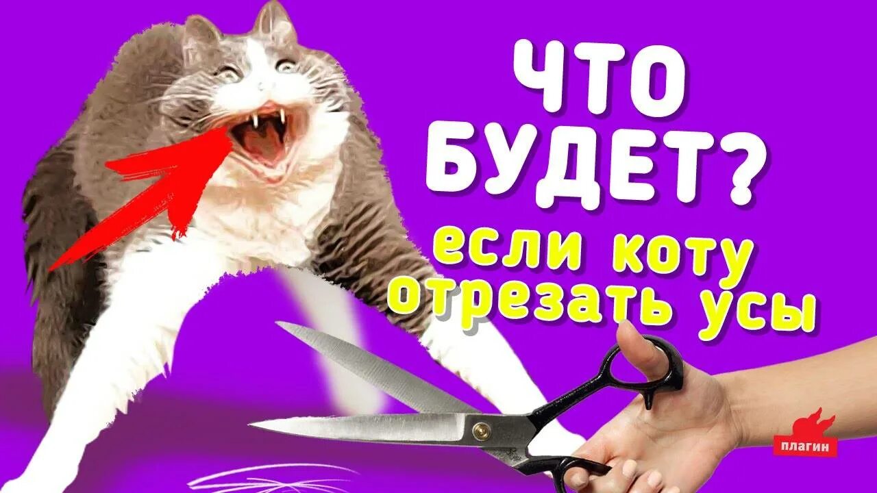 Подстригают ли котам усы. Отрезать усы коту. что будет если отрезать кошке усы. что будет если котику отрезать усы. отстриженные кошачьи усы.