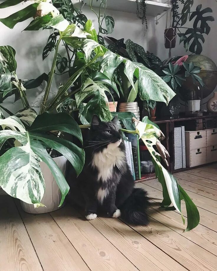 Cat plants. Кошачий цветок комнатный. Монстер кошка. Кошка озеленитель. Продажа животных тумблер.