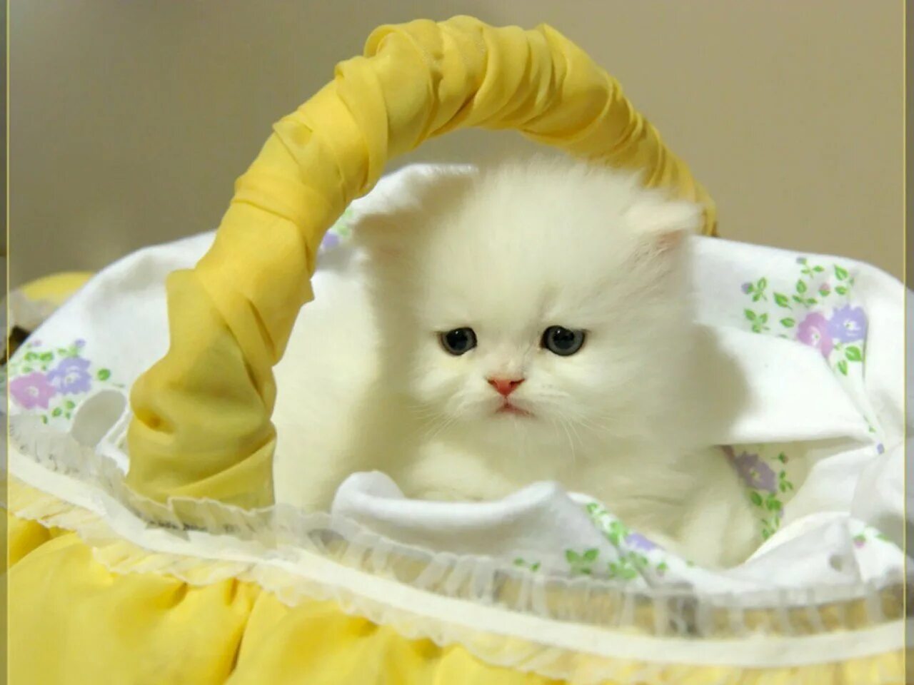 Белое пушистое утро. Котята. Белый котенок. Милые котики. Кошка белая.