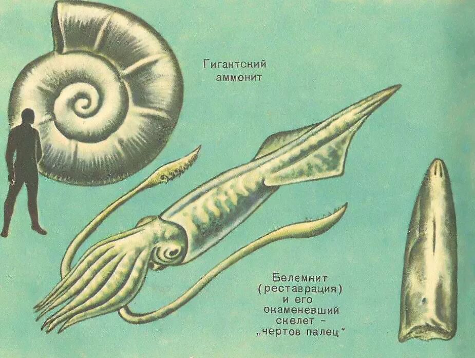 Тип развития каракатицы
