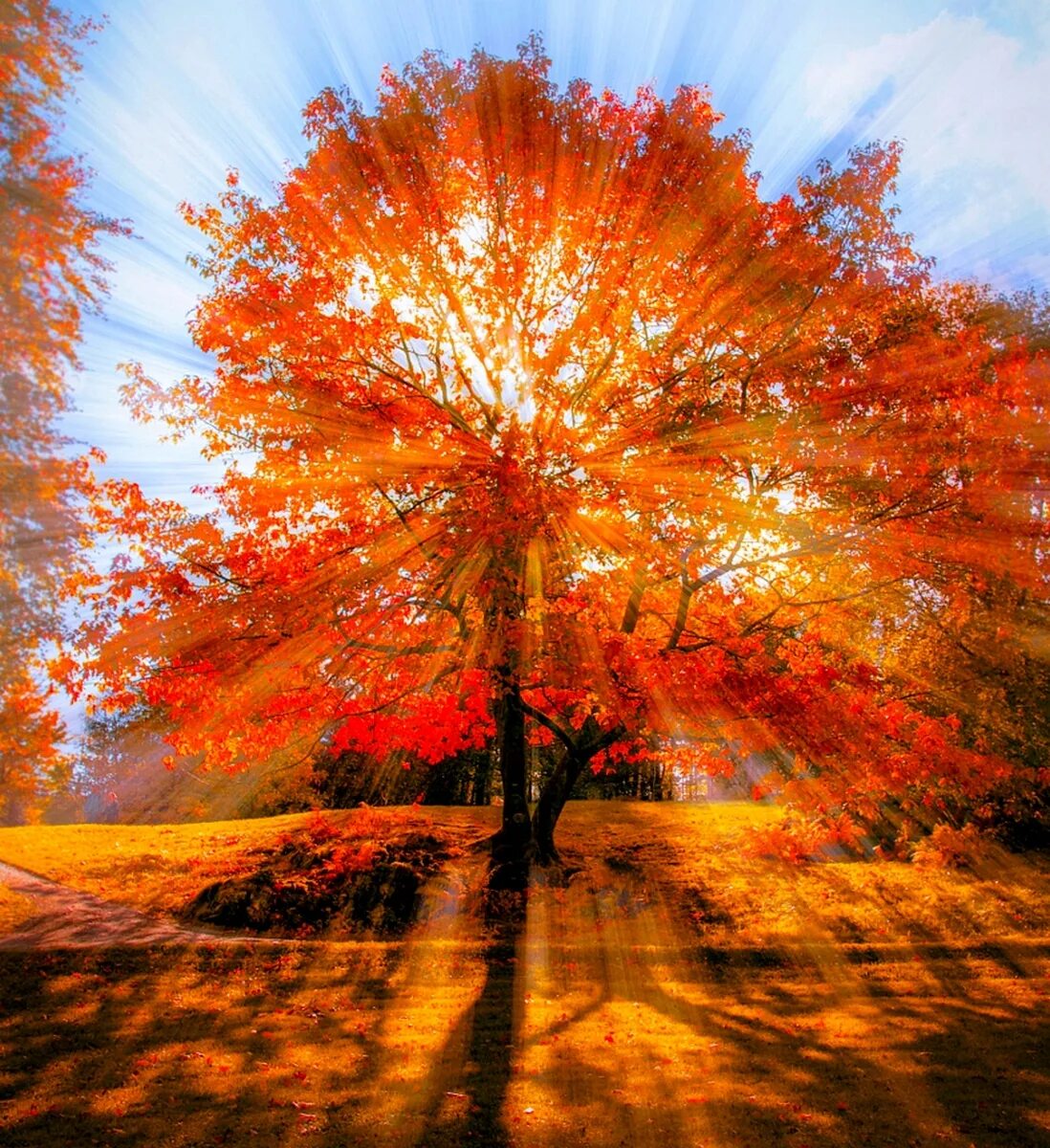 Под осенними лучами. Осенние деревья лучи солнца. Лучи солнца сквозь листву. Осень в парке. Лучи солнца.