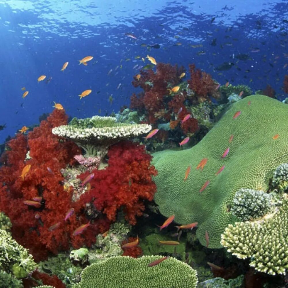 Растительный тихого океана. Атлантический океан коралловый риф. Барьерный риф в тихом океане. Коралловые рифы Тихого океана.