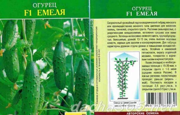 Огурец сорта емеля. Сорт огурцов емеля. семена огурцов емеля самоопыляемые?. семена огурца емеля. сорт огурцов емеля f1 урожайность.