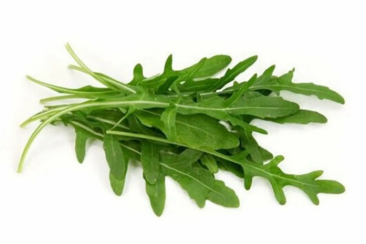 Руккола собаке. Eruca sativa руккола. Руккола индау микрозелень. Руккола. Руккола собаке.