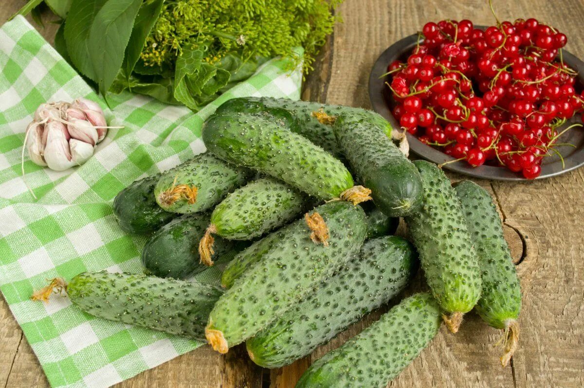 Огурец Закусочный 0,5 гр Семетра - купить по выгодным ценам в интернет-магазине 