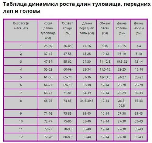 Сколько весит овчарка в год. Таблица роста восточноевропейской овчарки. Сколько должен весить щенок немецкой овчарки в 7 месяцев. Вес щенка Восточно-европейской овчарки по месяцам. Какой вес щенка немецкой овчарки в 3 месяца таблица.