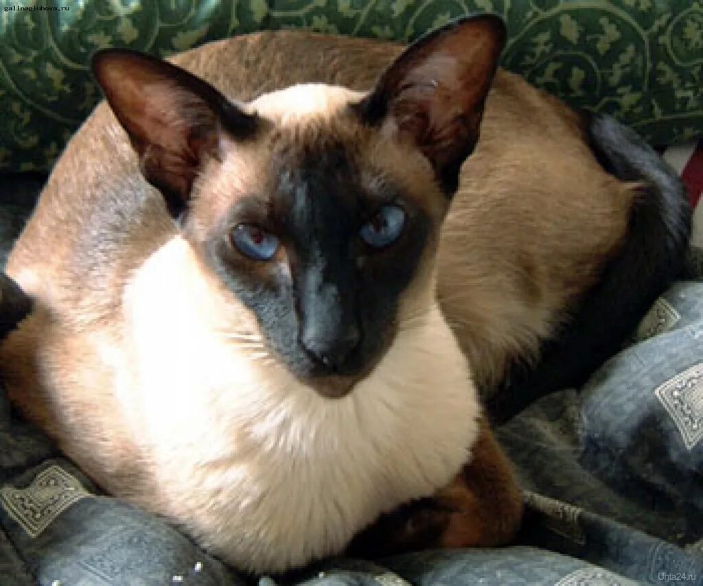 Сиамская и тайская кошка. Сиамская кошка. Сиамская кошка баффи. Почему кот сиамский. Почему кот сиамский.