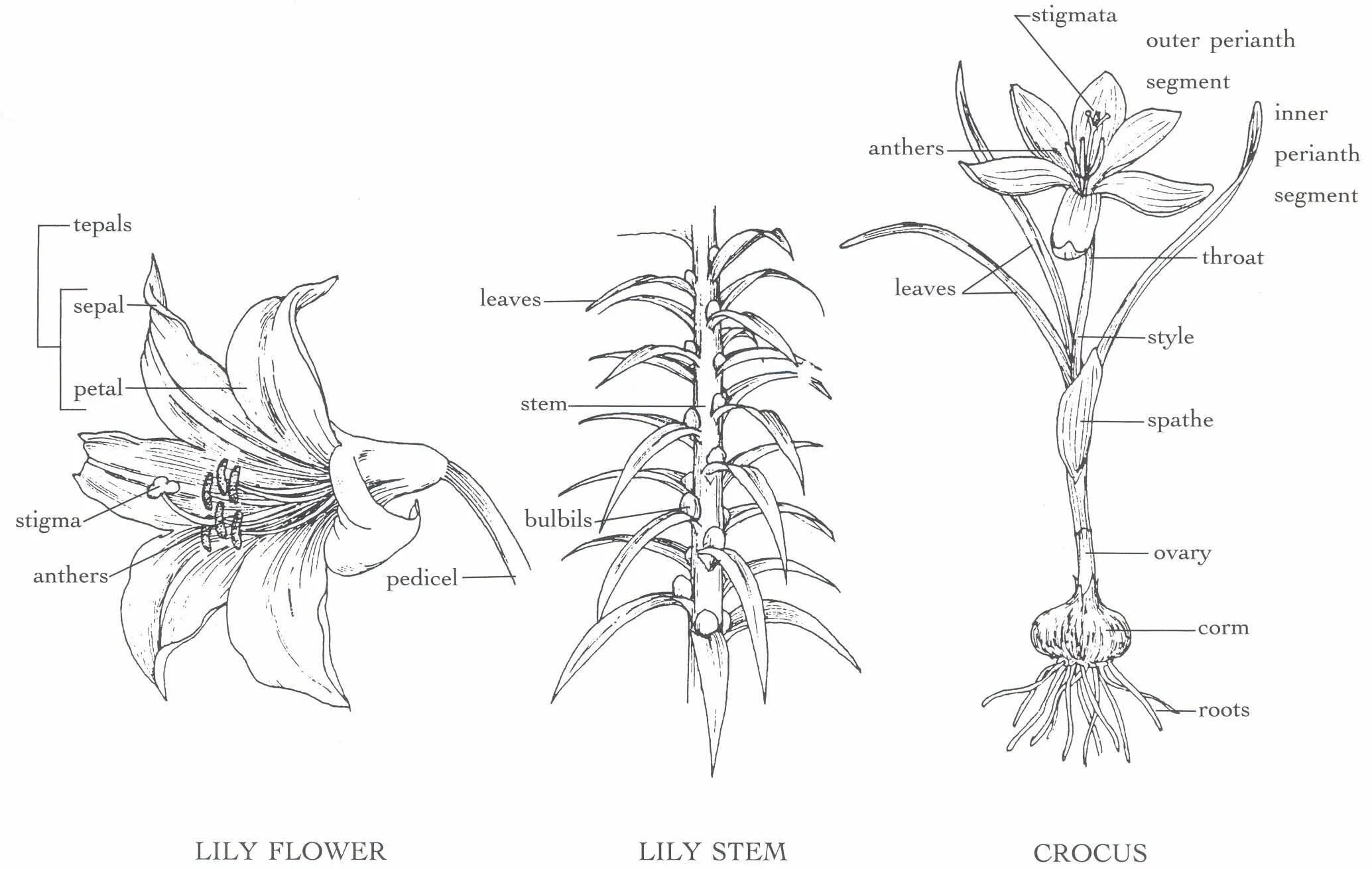 Рисунок внешнее строение растения. Лилейные Лилия строение цветка. Лилия строение стебля. Лилия строение корня. Строение цветка лилейных схема.