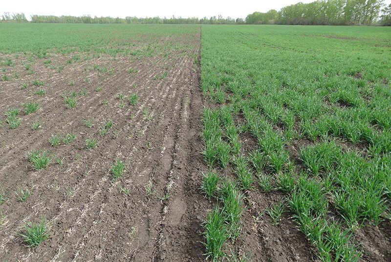 озимые после озимых. озимые под снегом. лучший предшественник для озимой пшеницы. озимая рожь зимой. кубань агро ресурс переяславская.