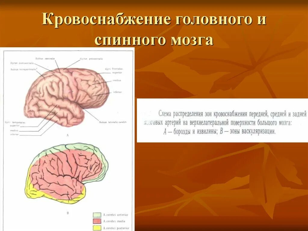 Поступление крови в мозг. Кровоснабжение головного и спинного мозга. Кровоснабжение головного мозга и спинного мозга. Снабжение кровью головного мозга. Сосудистые заболевания головного и спинного мозга.