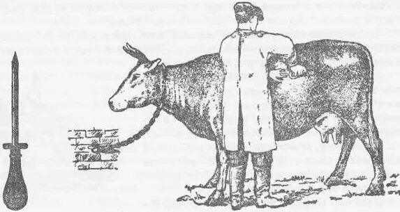 Тимпания жвачных животных. Профилактика рубца. Профилактика рубца. Профилактика рубца. Нормотрофические келлоидные рубцы.