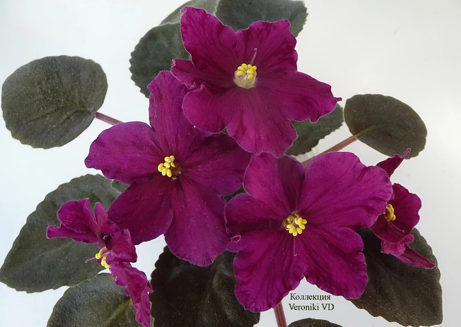 Фиалка комнатная. Фиалка душистая лесная. Сенполия спорт. Детки фиалок продам. Фиалка примеры.