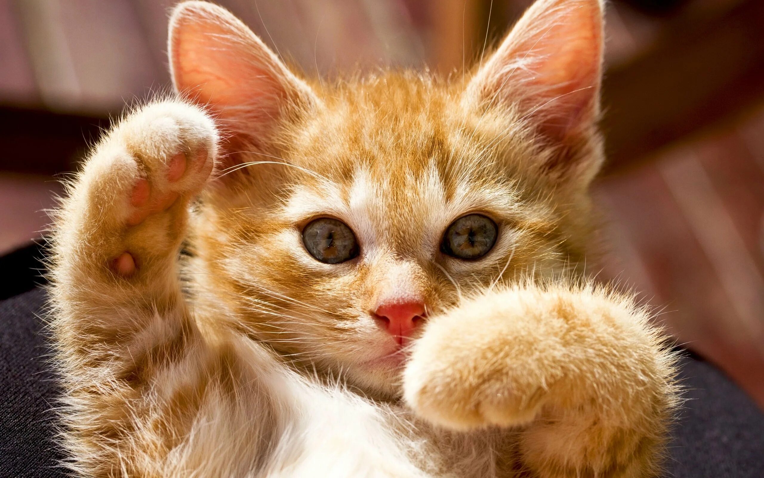 Кошка делает мяу