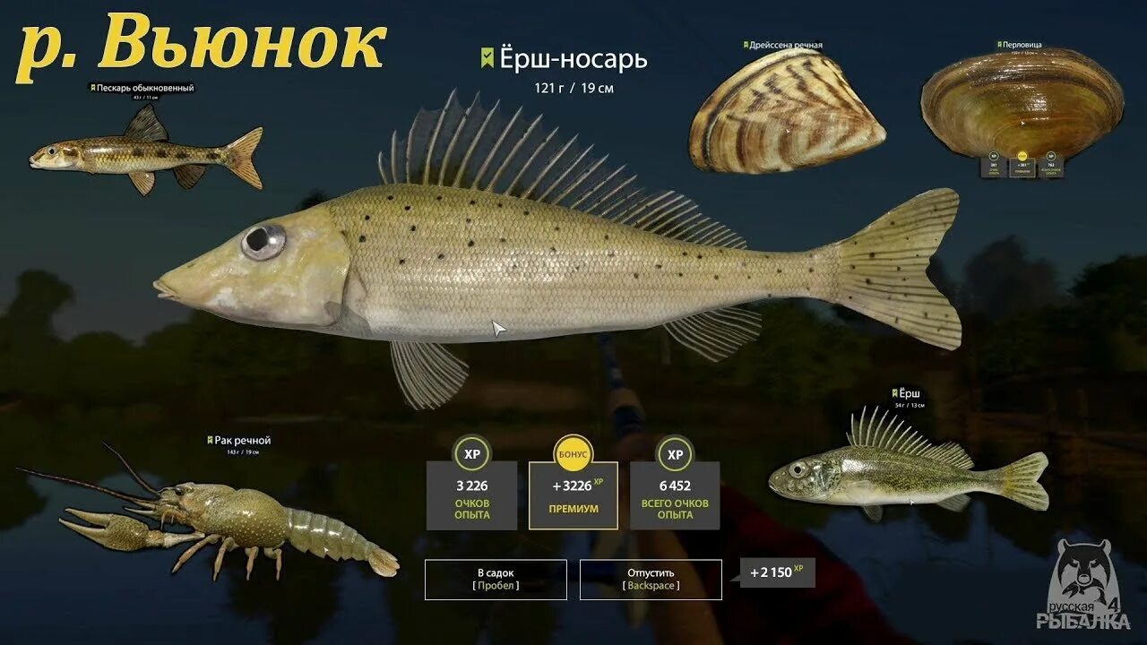 Р вьюнка рыбалка. Ерш носарь рр4. река вьюнок русская рыбалка 4. ерш носарь русская рыбалка 4. ерш носарь вьюнок.