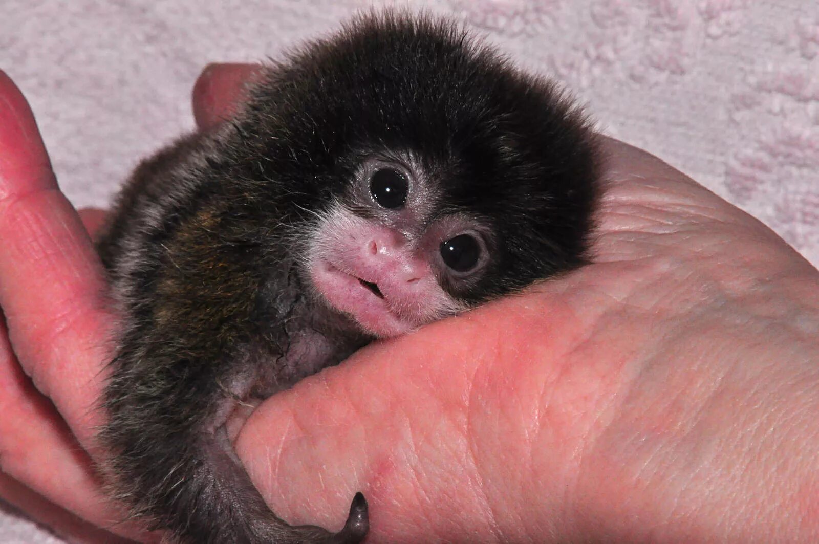 Землеройка карликовая белозубка. Мармозетка игрунка. Маленький мышонок. Мраморный дог гибсон. Геттингенский минипиг.