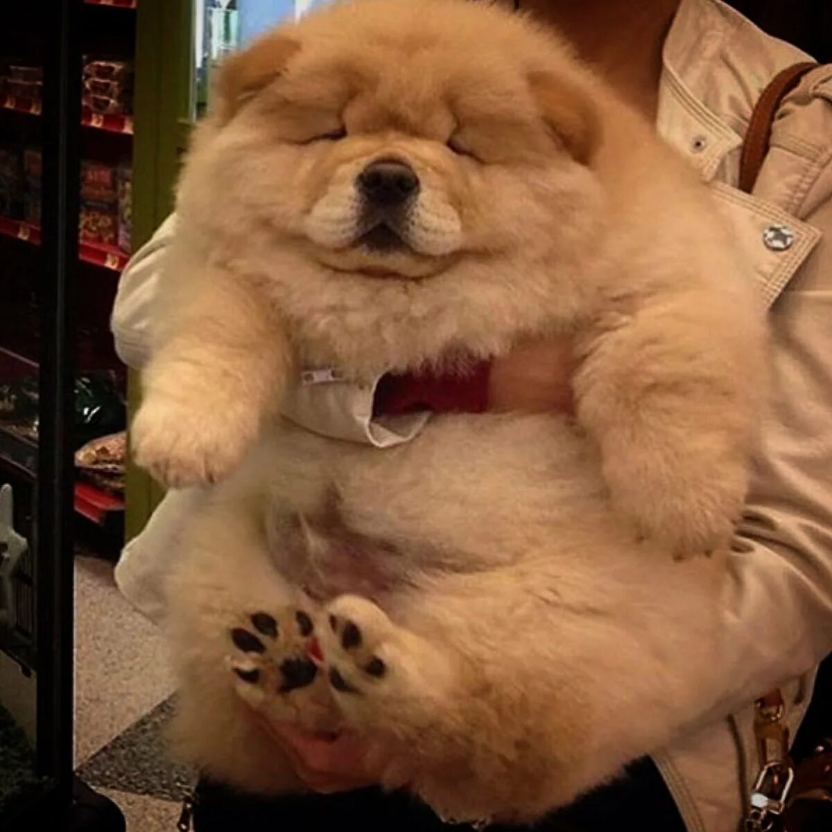 Толстая маленькая собака. Пёс породы чау-чау. Чау чау Чиф. Песики чау-чау.