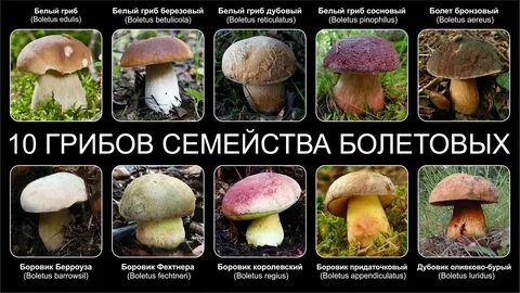 Грибы семейства роды виды
