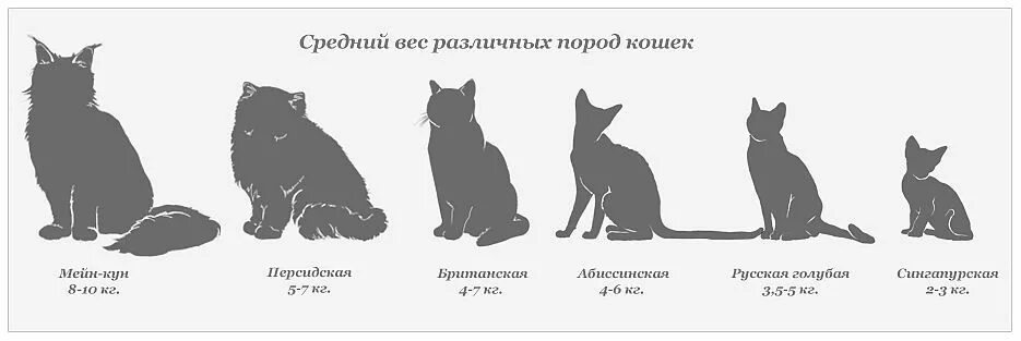 Сколько весит кот в год. Вес кошек мейн кун по возрасту таблица. таблица роста мейн куна кошка. вес котов по возрасту таблица. вес кота по возрасту таблица беспородный.
