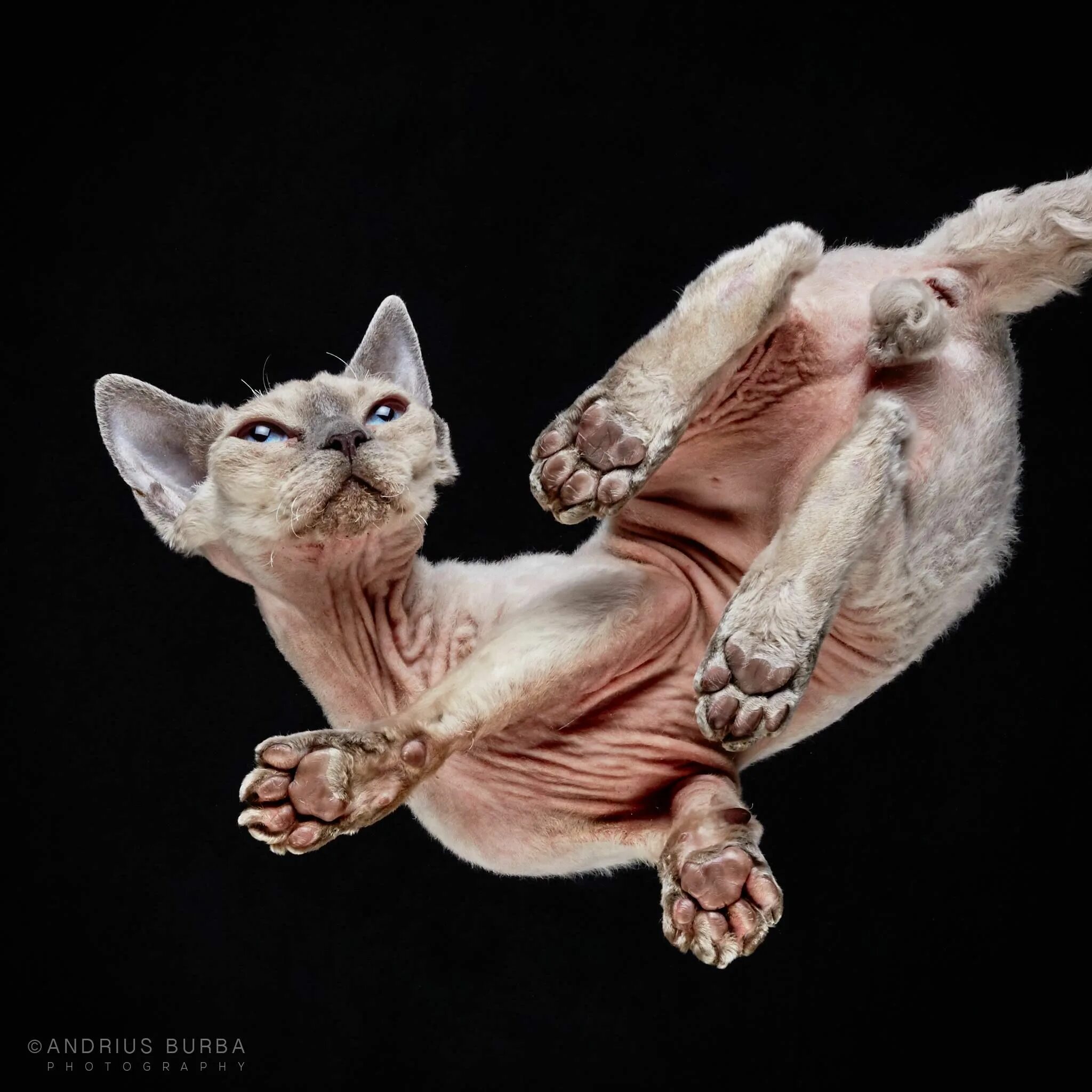 Кошачий фотограф Андриус Бурба. Андрюс Бурба кошки. Канадский сфинкс лапы. Кот на стекле вид снизу.