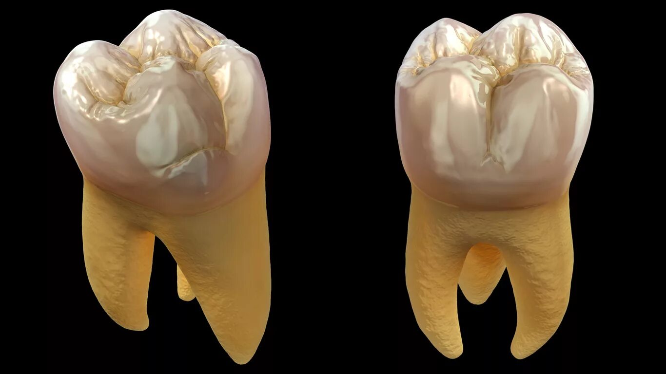 жевательный зуб корни