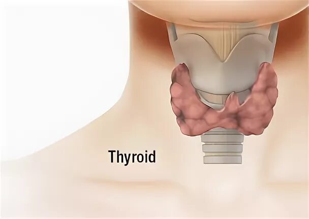Щитовидная восстановилась. Как восстановить щитовидную железу. Thyro support.