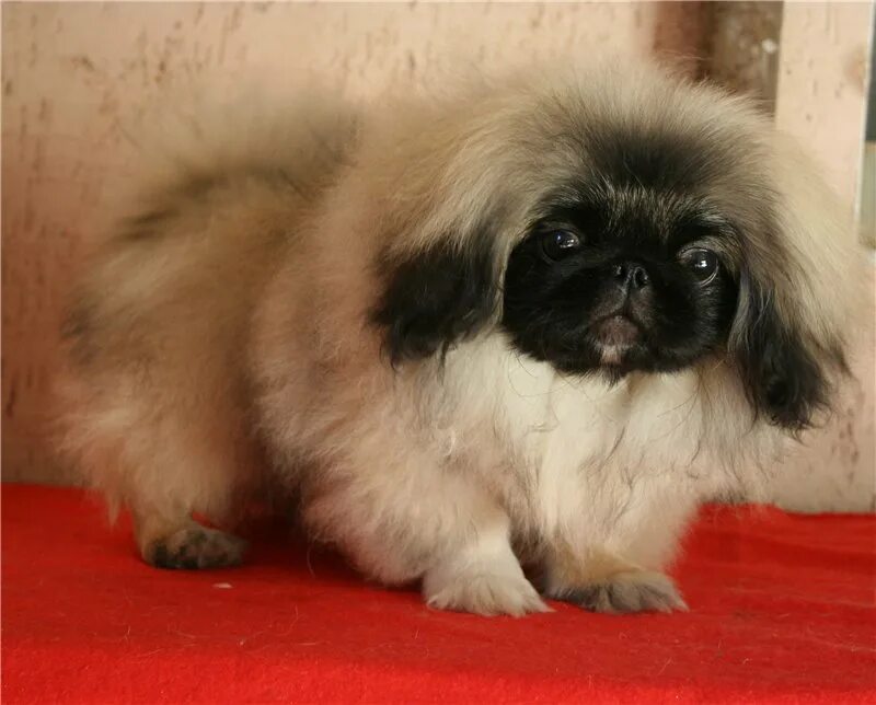 Порода пекинес. Чистокровный пекинес. Пекинес персиковый. Сколько живут пекинесы девочки. Пекинес породы собак.