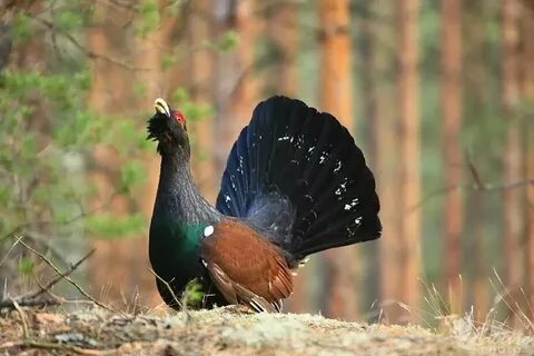 Глухарь 6