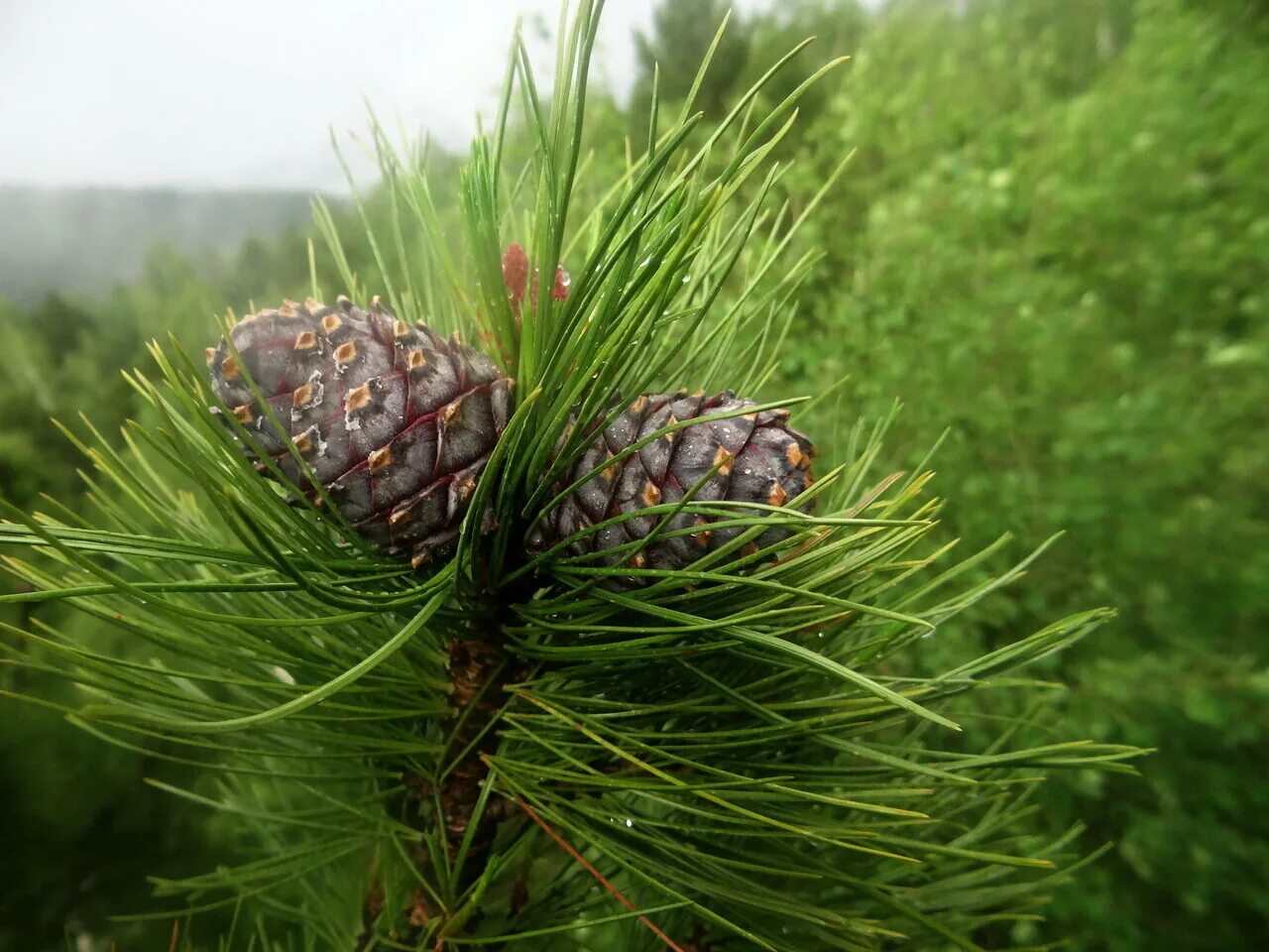 Кедр дерево с шишками. Кедр сибирский pinus sibirica. сосна́ сиби́рская кедро́вая (pínus sibírica). сосна сибирская pinus sibirica. pinus sibirica du tour сосна сибирская, кедр сибирский.