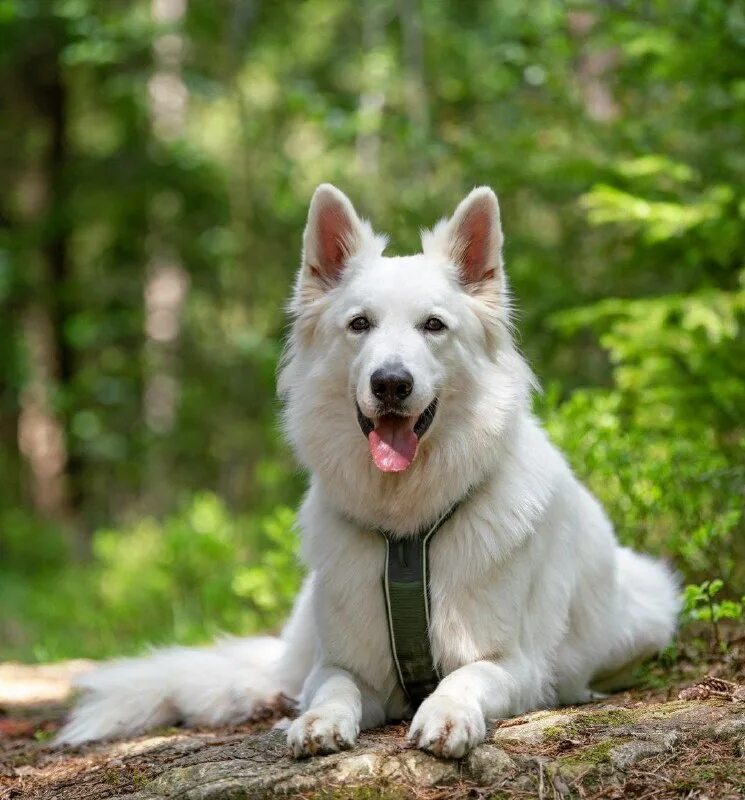 белая швейцарская овчарка мини. швейцарская овчарка авито. швейцарская овчарка авито. швейцарская овчарка авито. швейцарская овчарка авито.