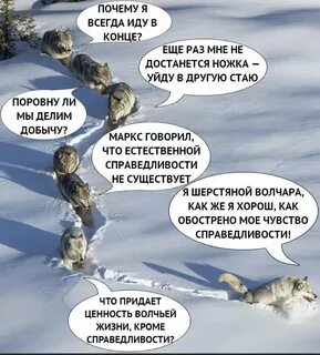 Волки идут песня