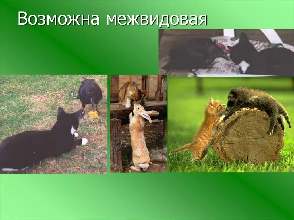 Борьба за существование растения. Межвидовые резиденты. 623 межвидовой региональный. Примеры межвидовой борьбы за существование. 623 межвидовой региональный.