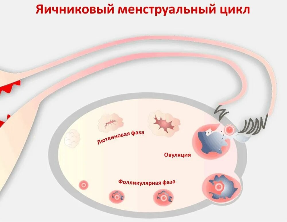 Месячный цикл 28 дней овуляция