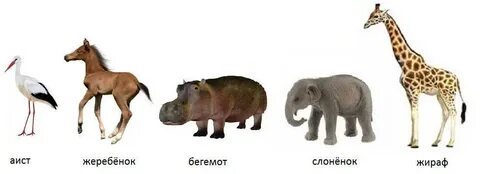 Включи назови животных