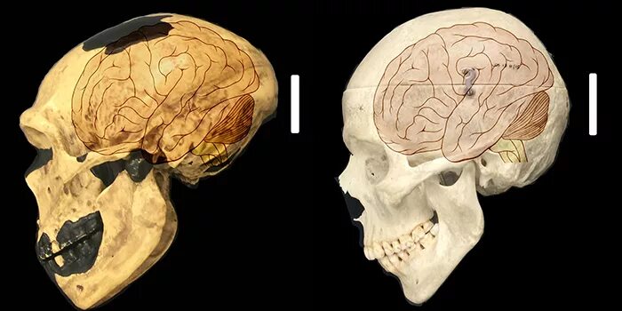 Мозг гориллы и человека. Неандерталец головной мозг. Объем мозга неандертальца и кроманьонца. Череп человека и неандертальца. Мозг человека и неандертальца.