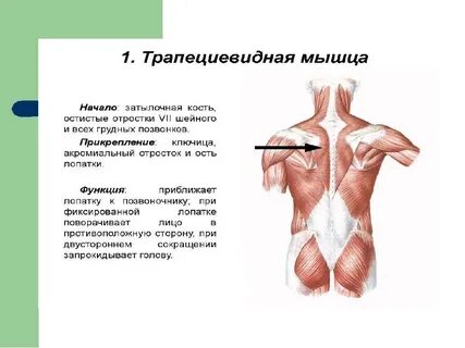 Напрягаю трапециевидную мышцу