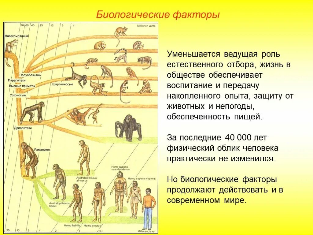 Социальные и биологические факторы жизни. Человек умелый ведущий фактор эволюции. Эволюция естественного отбора человека биология. Антропогенез схема эволюции человека. Стадии развития человека.