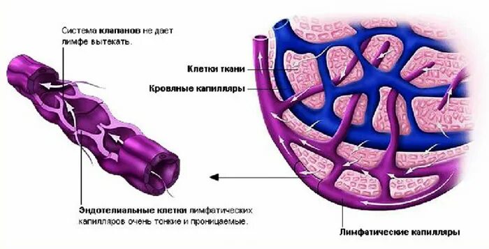 Лимфатические сосуды клапаны. Строение лимфатического сосуда анатомия. Строение стенки лимфатических сосудов. Стенка лимфатического капилляра состоит. Строение лимфатических сосудов гистология.