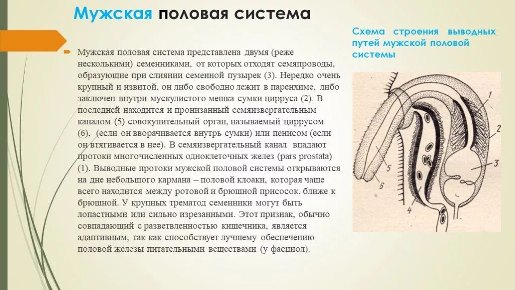 Половая система схема. Описание половой системы в истории болезни. Половая система описание. Описание половых органов в истории болезни. Заболевания органов половой системы