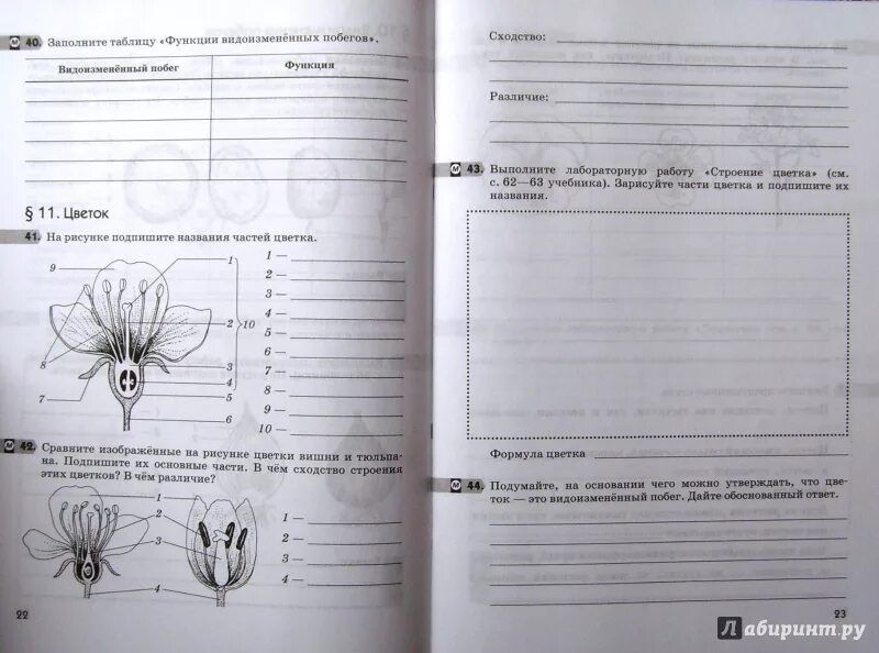 Пасечник многообразие покрытосеменных. Рабочая тетрадь по биологии 6 класс Пасечник цветок. Биология 6 класс тетрадь Пасечник Покрытосеменные растения. Биология 6 класс рабочая тетрадь Пасечник 2021. Пасечник биология рабочая тетрадь.