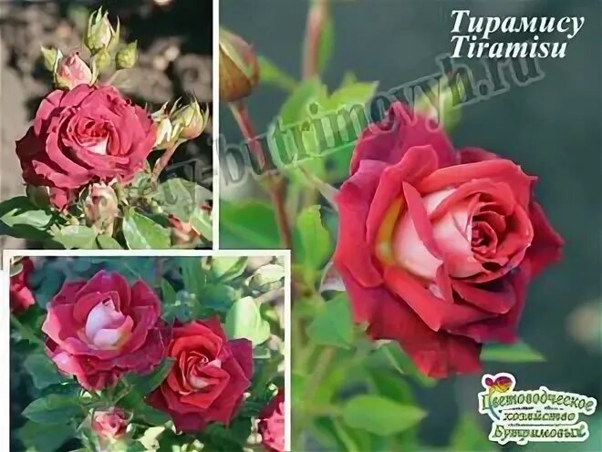 Роза тирамису спрей фото и описание Тирамису (Tiramisu)