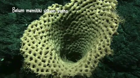 Пресноводная губка 6 букв