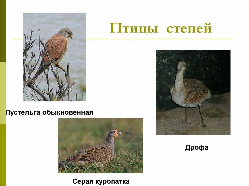 Степные птицы. Птицы Степной зоны. Степные птицы названия. Птицы которые обитают в степи.