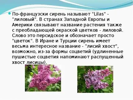 Сирень и рябина