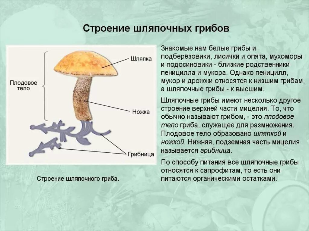 К какому царству относятся грибы 5 класс. Строение грибов 5 класс биология. Грибы строение шляпочных грибов. Конспект по биологии 5 класса характеристика царства грибов. Шляпочные грибы особенности.