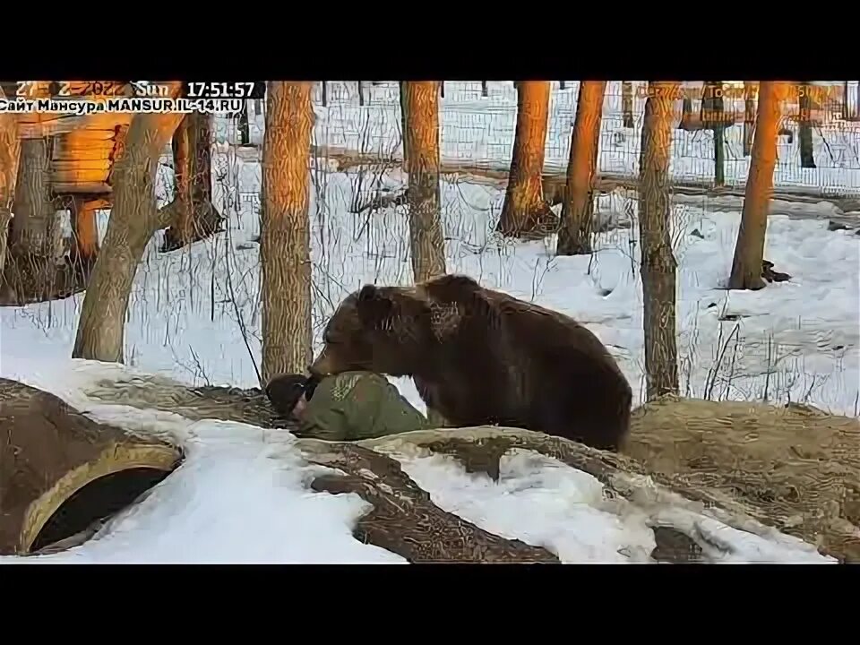 Вытащить медведя из берлоги. Видео медведь из берлоги. Грустный медведь у берлоги. Вытащили медведя из берлоги